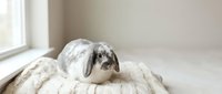 Adorable gray and white lop-eared rabbit sitting on soft beige blanket near bright window, perfect for pet care, animal wellness, and lifestyle content.