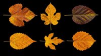 Autumn leaves in various shapes and colors isolated on transparent background, ready for clipart, t-shirt design, stickers, print-on-demand products, sublimation, and digital crafts.