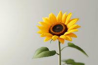 Single bright yellow sunflower with green leaves against light neutral background, showcasing natural beauty and simplicity in minimalist composition.