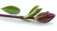 Brown magnolia flower bud with green leaves on thin branch against white background, macro botanical photography showing delicate spring nature details.