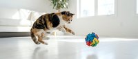 Tabby cat pouncing on colorful toy ball on white floor in bright living room with natural light, playful pet activity.