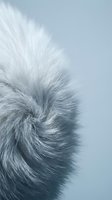 Soft gray fur texture close-up with fine detailed fibers creating natural pattern for luxury fashion and textile design backgrounds.