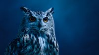 Majestic owl with piercing orange eyes against deep blue background, nocturnal bird of prey portrait for wildlife and nature themed designs.