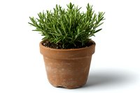Fresh lavender plant growing in traditional terracotta clay pot with soil, isolated on white background for garden and home decoration designs.