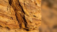 Closeup of tree bark texture with natural brown and tan tones, showing detailed cracks and weathered surface patterns suitable for backgrounds and design projects.