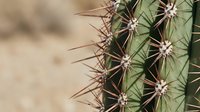 Close-up of green cactus with sharp brown spines in desert environment. Natural succulent plant texture for botanical and nature designs.