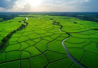 Aerial view of vibrant green rice terraces with winding river and geometric patterns creating natural patchwork landscape under dramatic sky. Agricultural farmland.