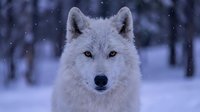White arctic wolf portrait in snowy winter forest with falling snowflakes. Wild predator animal face close-up in natural habitat during snowfall season.