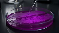 Purple liquid being poured into laboratory petri dish with pipette for scientific research and medical testing experiments in modern lab setting.