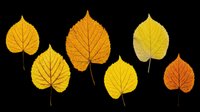 Autumn leaves in various shades of yellow and orange, isolated on transparent background. Ready for clipart, t-shirt design, stickers, print-on-demand products, and sublimation projects.