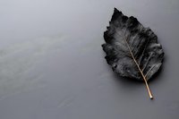 Single black dried leaf with golden stem on dark gray background showcases natural minimalism and organic texture in moody artistic composition.