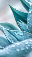 Fresh water drops on turquoise succulent leaves create natural abstract pattern in soft morning light, macro photography showing delicate plant texture and moisture.