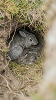 Gray rabbit family with babies nestled in natural grass burrow hole, wildlife motherhood and spring reproduction concept for nature education materials.