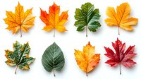 Colorful autumn leaves collection isolated on white background showing seasonal change from green to red and yellow maple and other tree foliage.
