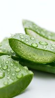 Fresh aloe vera leaves with water droplets on white background, isolated and ready for wellness, skincare, and cosmetic design projects.