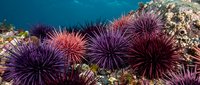 Purple sea urchins clustered on rocky coral reef underwater in clear blue ocean water creating vibrant marine ecosystem scene for educational content.