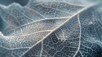 Delicate skeleton leaf with intricate vein pattern in soft blue tones showing detailed natural texture and transparent cellular structure. Macro photography reveals nature's design.