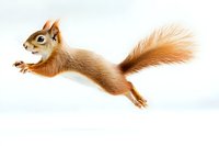 Red squirrel jumping in mid-air against white background, isolated cutout for design projects and commercial use, showing dynamic movement and natural behavior.