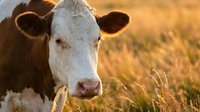 Brown and white dairy cow portrait in golden sunset light on pasture field for agriculture and farming content.