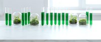 Laboratory plant cultivation in glass containers with green liquid samples for biotechnology research and sustainable agriculture development.