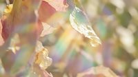 Soft autumn leaves glowing with rainbow light flares in a dreamy pastel bokeh background, perfect for seasonal and nature-themed designs.