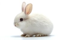 Adorable white dwarf rabbit with pink ears isolated on white background, side view portrait of young bunny showing soft fur and gentle features.