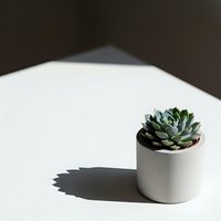 Small succulent plant in white ceramic pot on clean table with natural shadow creating minimalist home decor scene for modern interior design projects.