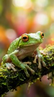 Green tree frog with orange eyes sitting on mossy branch in tropical rainforest with colorful bokeh background for nature and wildlife photography.