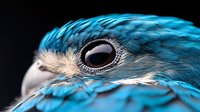 Close-up portrait of vibrant blue parrot with detailed feather texture and dark eye against black background for wildlife photography projects.