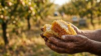 Farmer holding harvested corn cob in hands at agricultural field during daytime, showing crop yield and farming success for agriculture and food production concepts.