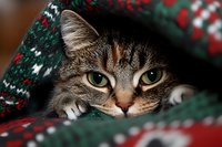 Curious tabby cat with bright green eyes peeking out from cozy Christmas blanket with traditional Nordic pattern, creating warm holiday atmosphere.