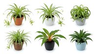 Six varieties of spider plants in colorful pots, isolated on white background, showcasing lush green foliage for home decor and botanical design use.