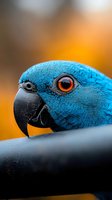 Close-up portrait of blue macaw parrot with vibrant orange eye and black beak against warm blurred background for wildlife and nature photography projects.