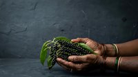 Farmer hands holding fresh green peppercorns with leaves against dark background, agricultural harvest and spice production concept for food and cooking industry use.