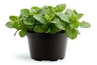 Fresh mint plant with vibrant green leaves growing in black plastic pot, isolated on white background for gardening, culinary and herbal medicine designs.
