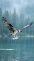Osprey in flight carrying freshly caught fish above calm lake water with misty coniferous forest backdrop. Wildlife hunting scene.