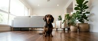 Cute dachshund dog sitting on hardwood floor in bright modern living room with sofa and houseplants in background.