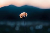 Delicate white poppy flower silhouetted against blurred mountain landscape at sunset, creating moody atmospheric nature scene with soft bokeh background.