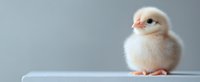Adorable white baby chick standing on light surface against neutral gray background, soft fluffy feathers and pink beak create gentle spring mood.