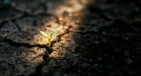 Small green plant seedling growing through crack in dry cracked earth soil with warm sunlight, symbolizing hope, resilience, growth and new life emerging.
