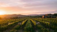 Vineyard rows stretch toward distant mountains at golden sunset, with rustic winery building visible among grapevines for wine production and agriculture themes.