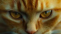 Close up portrait of ginger cat eyes and nose in warm golden light showing intense feline gaze and detailed fur texture. Suitable for pet photography and animal portraits.