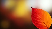 Vibrant autumn leaf with red and orange gradient colors against warm blurred background, showcasing seasonal nature transition and fall foliage beauty.