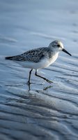 Sandpiper bird walking on wet beach sand with gentle waves and water reflections creating serene coastal wildlife scene for nature photography projects.