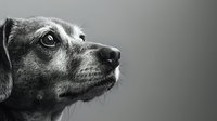 Close-up black and white portrait of mixed breed dog looking up with attentive expression, showing detailed texture of fur and emotional eyes in dramatic lighting.