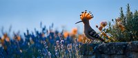 Hoopoe bird with distinctive crest perched on stone wall among lavender flowers during golden hour sunset creating warm atmospheric lighting for nature photography.