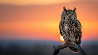 Majestic owl perched on branch against stunning sunset sky with warm orange and pink colors creating dramatic silhouette for wildlife photography.