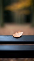 Single autumn leaf resting on wooden bench with warm blurred background creating peaceful seasonal atmosphere for mindfulness and nature concepts.