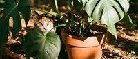 Curious tabby cat peeking through lush monstera leaves beside a terracotta pot in a sunlit garden, capturing playful pet moments outdoors.