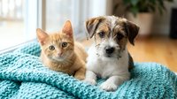 Young ginger tabby cat and brown and white terrier mix dog sitting together on teal knit blanket indoors, pet companionship and friendship concept for animal care advertising.